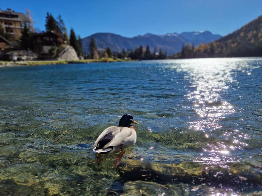 Superbe Appartement Champex-Lac Avec Piscine Et Sauna Ngoại thất bức ảnh